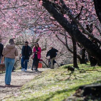 Featured mobile: Festival das cerejeiras colore o inverno em Campos do Jordão (SP)