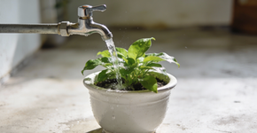 Como ter plantas vibrantes e cheias de vida com rituais de limpeza energética?