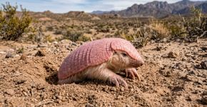A “fada rosa” reapareceu em uma reserva em Mendoza, e seu retorno confirma que um ecossistema que parecia silencioso ainda guardava uma surpresa extraordinária