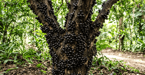 Esta árvore é uma das poucas que dá frutos duas vezes por ano e ainda é ignorada pela maioria dos brasileiros