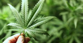 Relato de como a maconha plantada em casa reduziu epilepsia