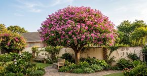 A árvore ideal para o lar: não levanta o piso, dá sombra rápida e floresce o ano quase inteiro
