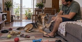 Seu cachorro pode estar entediado mesmo com a casa cheia de brinquedos e o sinal aparece em um comportamento que muita gente chama de manha