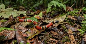 A serpente que parece pequena demais para assustar pode carregar um veneno muito mais importante do que o tamanho sugere