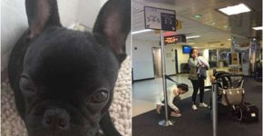 Cão morre em voo após ser obrigado a viajar com malas de mão
