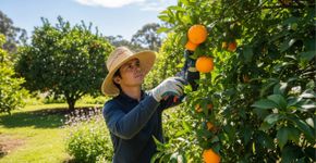 Como podar uma laranjeira para aumentar a produção de frutas e garantir um crescimento saudável o ano todo