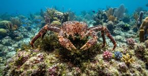 Pode parecer estranho, mas a ciência comprova: os EUA estão soltando caranguejos-rei para restaurar os ecossistemas de recifes.