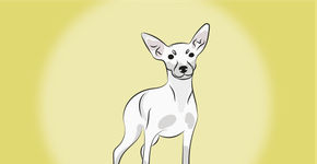 4 características do cachorro pinscher branco 
