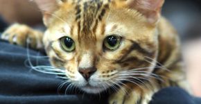O Rei Leão: 8 nomes para gatos inspirados no filme 