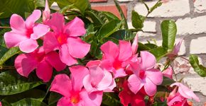Foto: (Mandevilla/istock)