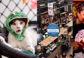 Viva um dia surpreendente no Rio: com muitos gatos, comida artesanal e games em realidade virtual