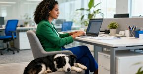 Essas raças de cães são os favoritos das mulheres executivas