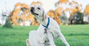 7 mitos sobre pulgas em animais de estimação 