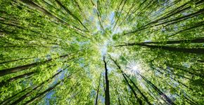 Foto: (GettyTim82/iStock)