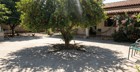 Muita gente ignora, mas esta é a árvore perfeita para quem quer sombra fresca e frutos sem prejudicar o piso