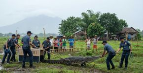Crocodilos-de-água-salgada desapareceram de Pampanga há décadas, mas o resgate de uma fêmea de 3 metros em agosto aponta para cativeiro, não para o retorno da espécie