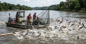Mais de quarenta e cinco toneladas de carpas invasoras foram retiradas do rio Kansas, e o tamanho da captura mostra como um rio pode ser dominado rápido