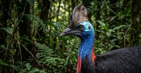Gigante e perigosa, a maior ave do mundo pode ser letal e tem garras comparadas às de dinossauros