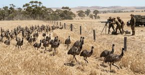 Soldados foram enviados com metralhadoras para combater milhares de aves e a operação terminou de forma inesperada