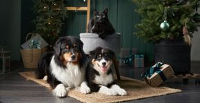 Natal com pets: 7 formas de decorar a casa sem riscos para os animais