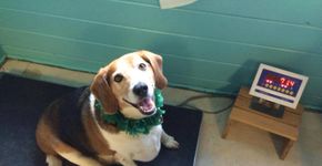 Cão obeso perde nove quilos com boa alimentação e exercícios