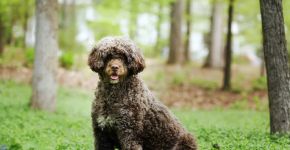 Cachorros portugueses: 5 raças originárias de Portugal