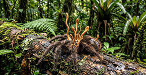 Uma expedição descobre uma tarântula gigante infectada, e a descoberta é tão rara que deixou os cientistas com mil dúvidas