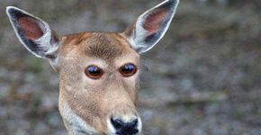 Veja como os animais seriam se tivessem olhos na frente