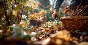Cinco plantas que você deve podar em novembro para que floresçam com mais beleza
