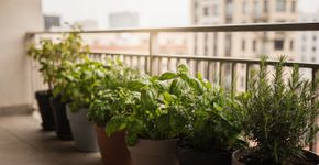 Pouco espaço? Veja como ter ervas aromáticas em casa