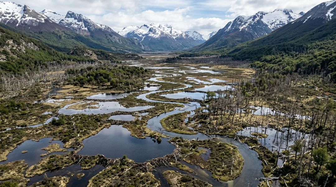 Castores são considerados “engenheiros de ecossistemas” porque conseguem transformar fisicamente o ambiente onde vivem.