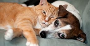 5 ONGs em SP para adotar cães e gatos e ganhar um companheirinho