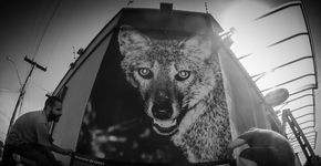 Amigos ampliam fotos de animais em campanha por conscientização