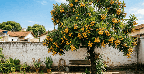 A fruta aveludada que era o lanche favorito das tardes quentes na fazenda e que hoje atrai beija-flores para a sua varanda todos os dias