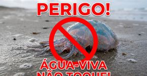Centenas de águas-vivas juba-de-leão rosadas aparecem em praia do Báltico, e bióloga alerta: o veneno pode continuar ativo mesmo depois da morte