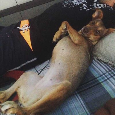 Veja alguns dos cães e gatos que já estão participando do #MostreABarriguinha!
