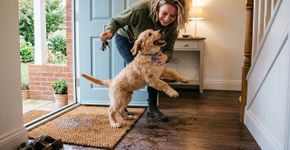 O motivo de o cachorro urinar de emoção quando você abre a porta da sala