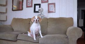 Esta pegadinha de Halloween com um cachorro conquista qualquer um