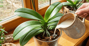A orquídea cresce mais vigorosa e com folhas mais brilhantes se receber esse ingrediente caseiro uma vez por mês