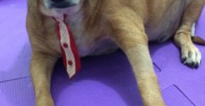Cachorro super obeso perde 22 quilos