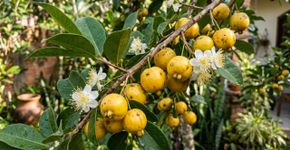 A fruta amarela que as avós cultivavam no quintal para atrair beija flores hoje enche bacias de frutos nas casas modernas brasilleiras