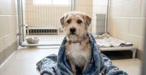 O que significa quando uma pessoa chora ao ver animais sofrendo, mas não reage da mesma forma com pessoas?