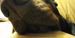 Cachorro se diverte em piscina e família grava a diversão dele