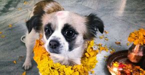 Festival Hindu no Nepal celebra o amor aos cachorros