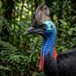 Da redação: Gigante e perigosa, a maior ave do mundo pode ser letal e tem garras comparadas às de dinossauros