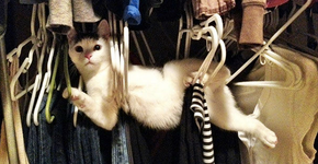 Hilárias fotos de gatos se metendo em todo tipo de problema