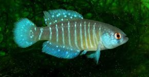 Descoberta nova espécie de peixe nos pampas gaúchos