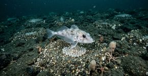 Cientistas descobrem sob o gelo da Antártida uma “cidade” de 60 milhões de ninhos de peixes espalhada por 240 km²