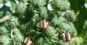 Conheça plantas tóxicas que são proibidas em casas com crianças e animais