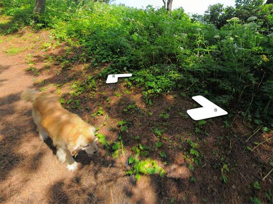 Cachorro segue carro do Google Street View e resulta em álbum pra lá de fofo